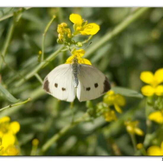 Kleiner Kohlweißling: Tier im Habitat Meere und Küsten in der NatureSpots App