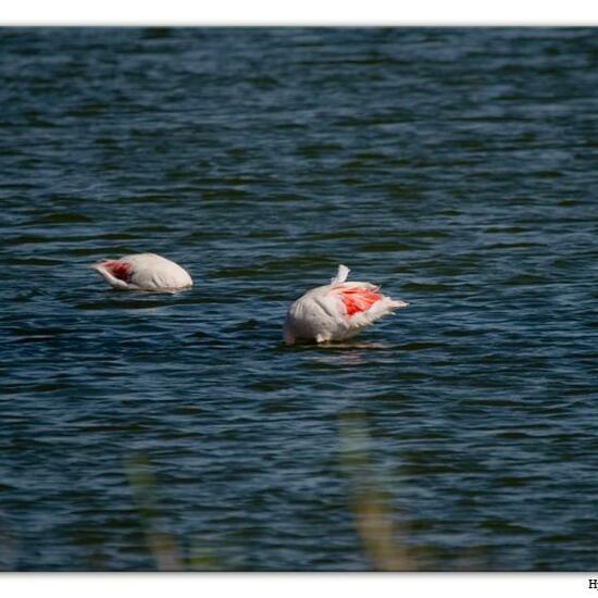 Greater Flamingo: Animal in habitat Marine habitat in the NatureSpots App