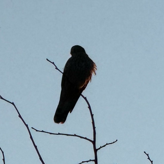 Common Kestrel: Animal in habitat Vineyard in the NatureSpots App