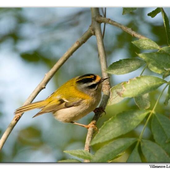 Sommergoldhähnchen: Tier im Habitat Anderes Stadthabitat in der NatureSpots App