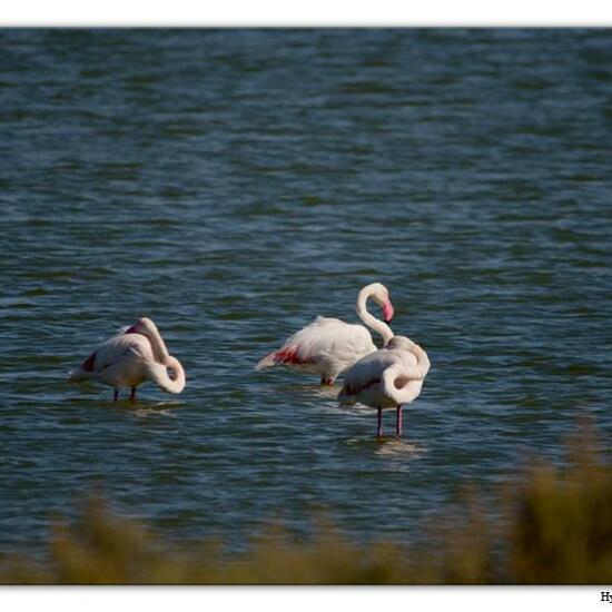 Greater Flamingo: Animal in habitat Marine habitat in the NatureSpots App