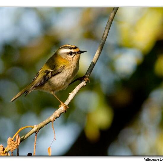 Common Firecrest: Animal in habitat City or Urban habitat in the NatureSpots App