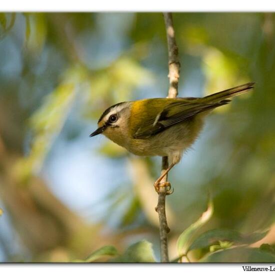 Common Firecrest: Animal in habitat City or Urban habitat in the NatureSpots App