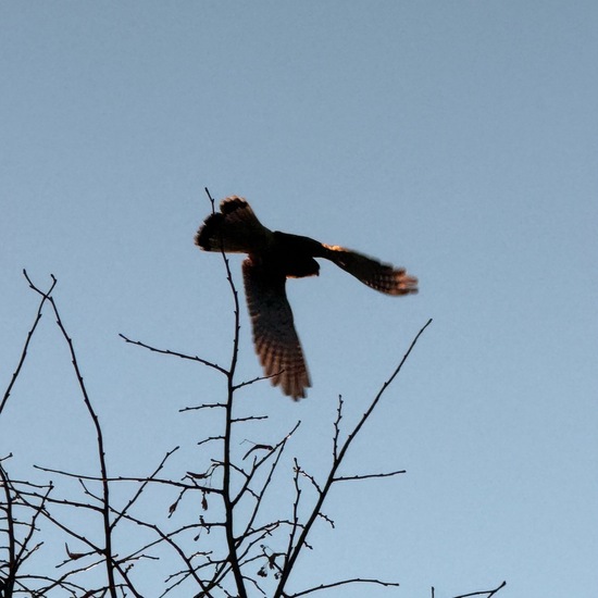 Turmfalke: Tier im Habitat Weingut in der NatureSpots App