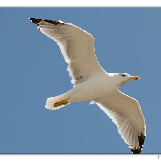 Yellow-legged Gull: Animal in habitat Sandy coast in the NatureSpots App