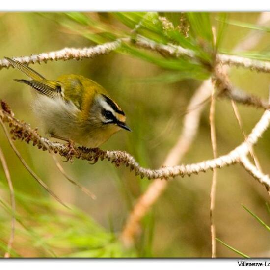 Common Firecrest: Animal in habitat City or Urban habitat in the NatureSpots App