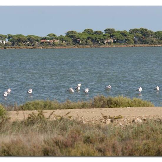 Rosaflamingo: Tier im Habitat Anderes Meer/Küsten-Habitat in der NatureSpots App