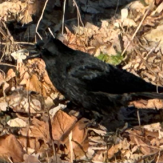 Aaskrähe: Tier im Habitat Park in der NatureSpots App