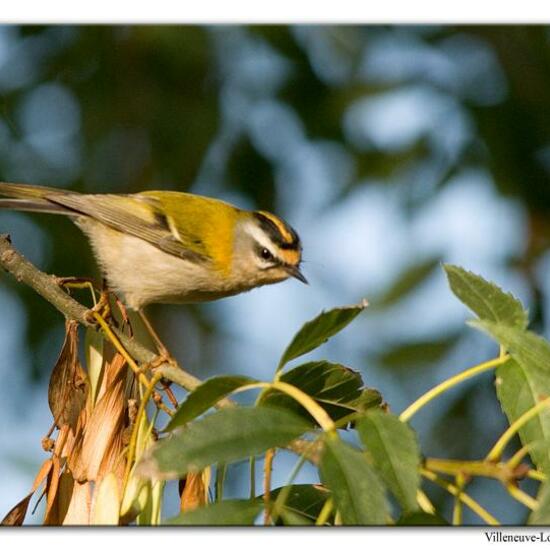 Common Firecrest: Animal in habitat City or Urban habitat in the NatureSpots App