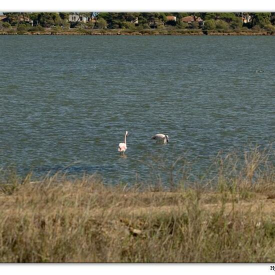 Greater Flamingo: Animal in habitat Marine habitat in the NatureSpots App