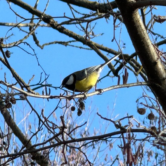 Kohlmeise: Tier im Habitat Park in der NatureSpots App