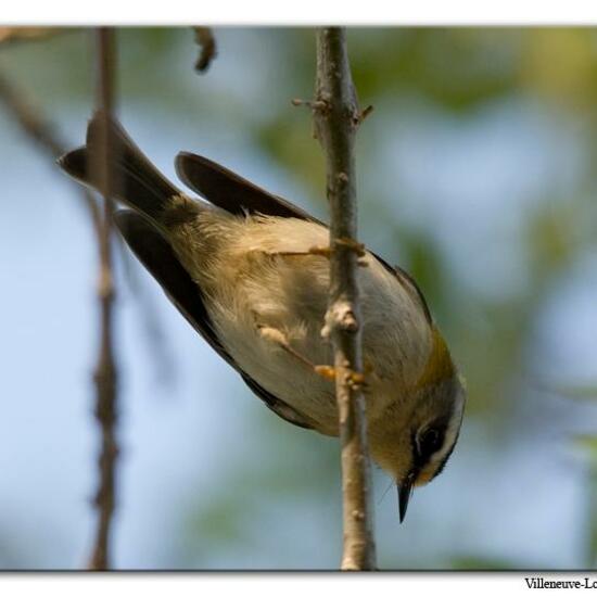 Common Firecrest: Animal in habitat City or Urban habitat in the NatureSpots App