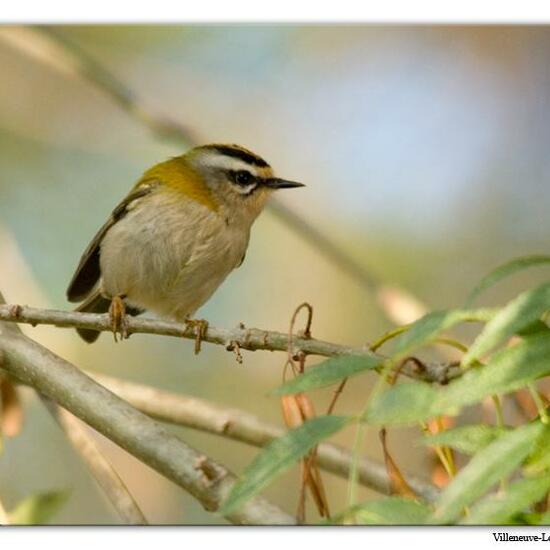 Common Firecrest: Animal in habitat City or Urban habitat in the NatureSpots App