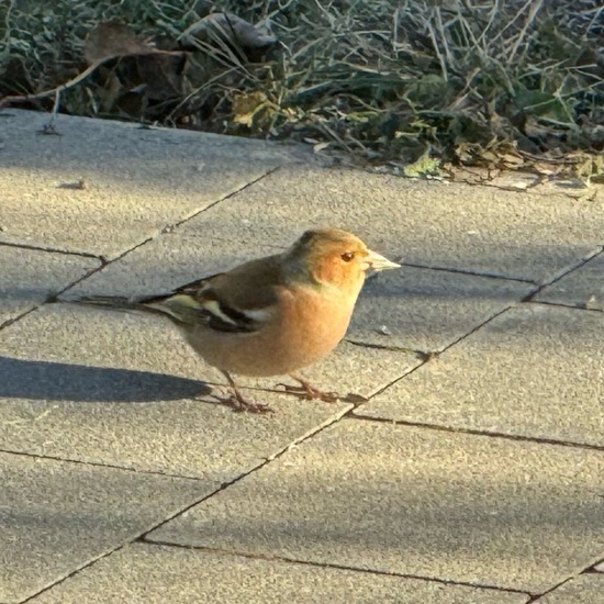 Common Chaffinch: Animal in habitat Garden in the NatureSpots App