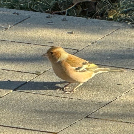 Buchfink: Tier im Habitat Garten in der NatureSpots App