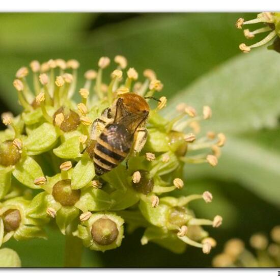 Colletes hederae: Animal in habitat Rocky coast in the NatureSpots App