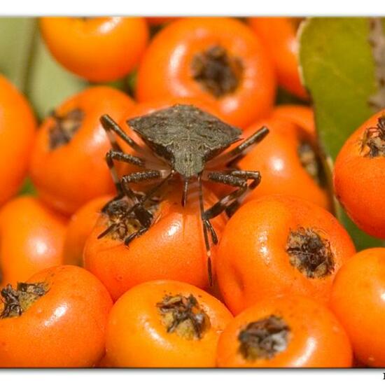 Brown marmorated stink bug: Animal in nature in the NatureSpots App