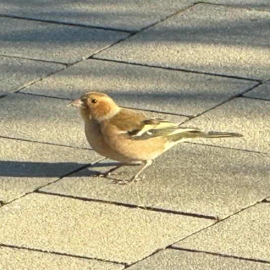 Common Chaffinch: Animal in habitat Garden in the NatureSpots App