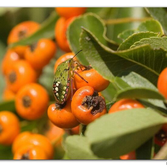 Nezara viridula: Animal in habitat Rocky coast in the NatureSpots App