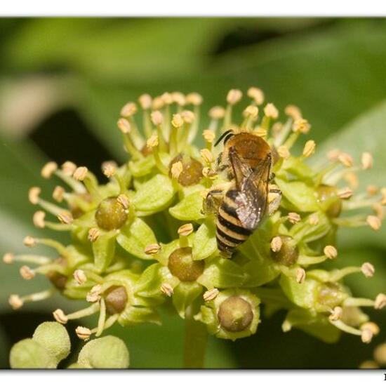 Efeu-Seidenbiene: Tier im Habitat Felsküste in der NatureSpots App