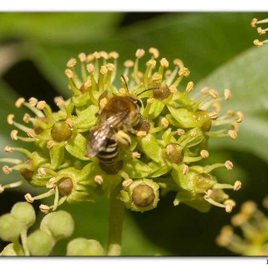 Colletes hederae: Animal in habitat Rocky coast in the NatureSpots App