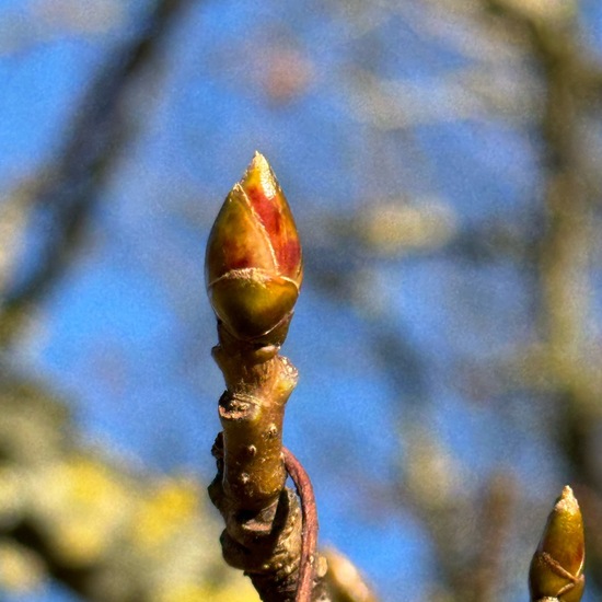 Liquidambar styraciflua: Plant in habitat Park in the NatureSpots App