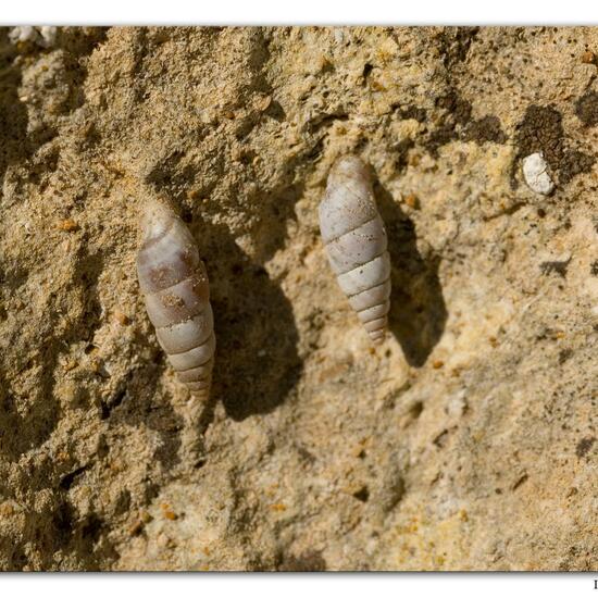 Roggenkornschnecke: Tier im Habitat Felsküste in der NatureSpots App