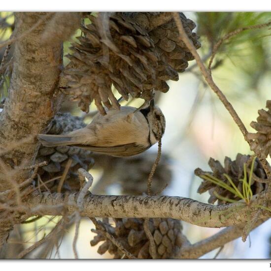 European Crested Tit: Animal in habitat Mediterranean forest in the NatureSpots App