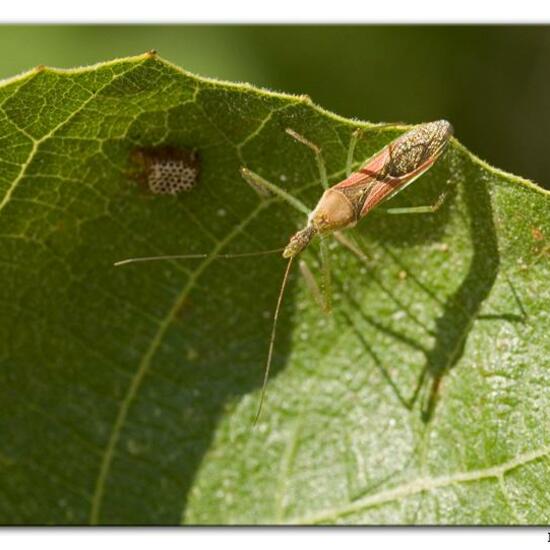 Zelus renardii: Tier im Habitat Felsküste in der NatureSpots App