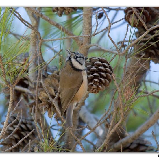 Haubenmeise: Tier im Habitat Mediterraner Wald in der NatureSpots App