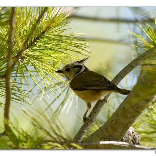 European Crested Tit: Animal in habitat Mediterranean forest in the NatureSpots App