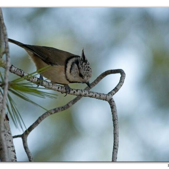 European Crested Tit: Animal in habitat Mediterranean forest in the NatureSpots App