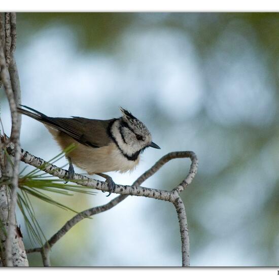 European Crested Tit: Animal in habitat Mediterranean forest in the NatureSpots App