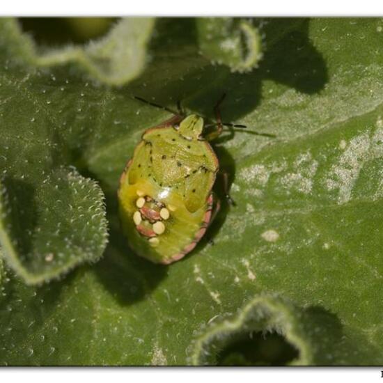 Nezara viridula: Animal in habitat Rock areas in the NatureSpots App