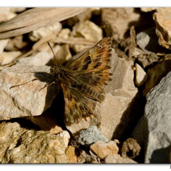 Malven-Dickkopffalter: Tier im Habitat Felsküste in der NatureSpots App