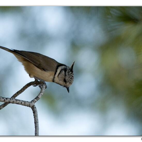 European Crested Tit: Animal in habitat Mediterranean forest in the NatureSpots App