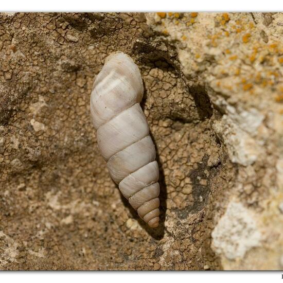 Roggenkornschnecke: Tier im Habitat Felsküste in der NatureSpots App