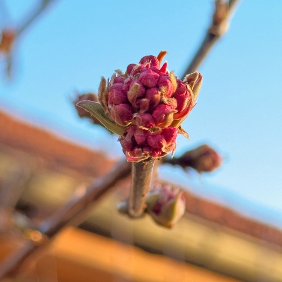 Viburnum ×bodnantense: Plant in habitat Garden in the NatureSpots App