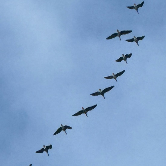 Greater White-fronted Goose: Animal in habitat Crop cultivation in the NatureSpots App