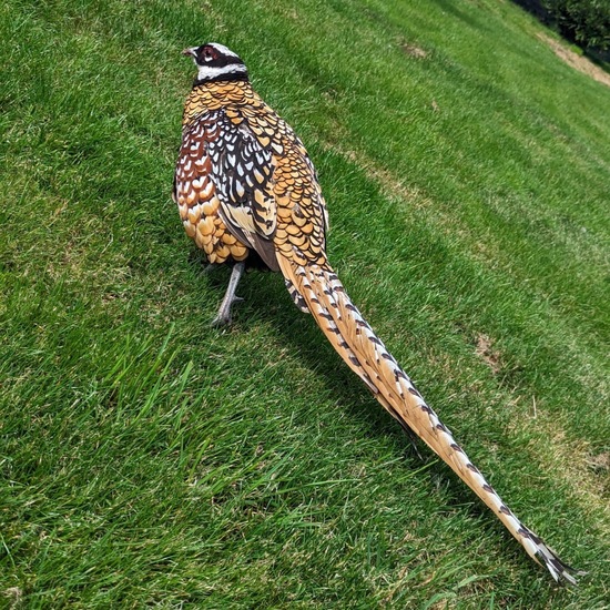 Reeves's Pheasant: Animal in habitat Garden in the NatureSpots App