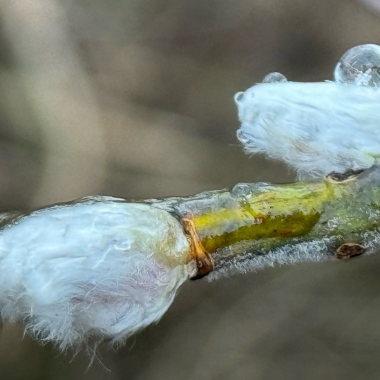 Sal-Weide: Pflanze im Habitat Ackerrandstreifen in der NatureSpots App