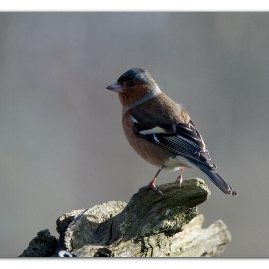 Buchfink: Tier im Habitat Hinterhof in der NatureSpots App