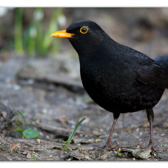 Common blackbird: Animal in habitat Backyard in the NatureSpots App