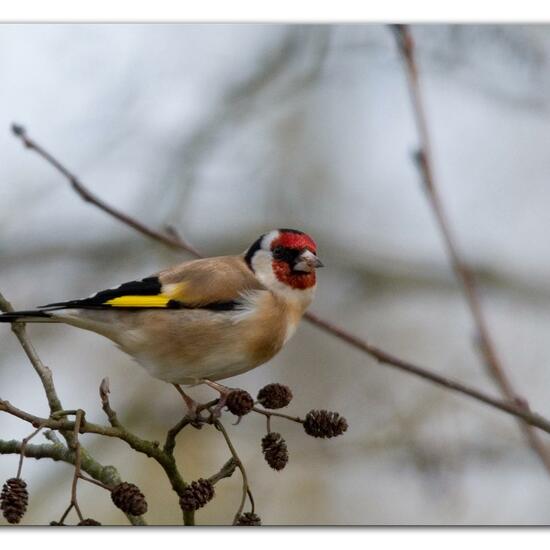 European Goldfinch: Animal in habitat Backyard in the NatureSpots App