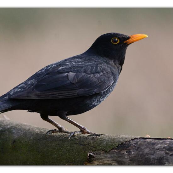 Amsel: Tier im Habitat Hinterhof in der NatureSpots App