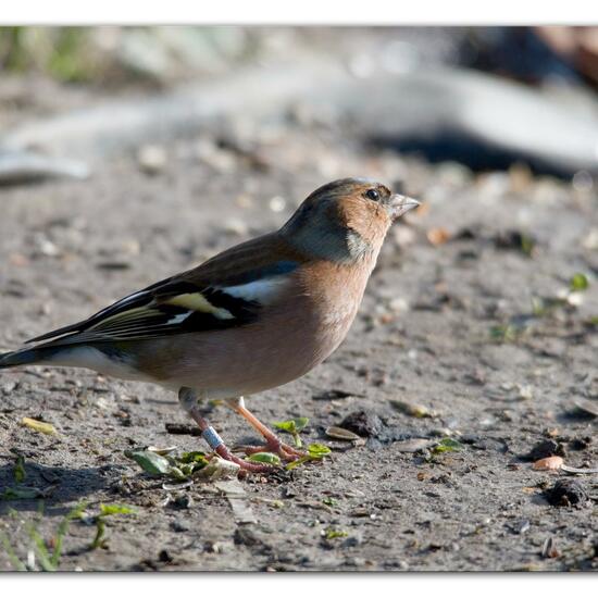 Buchfink: Tier im Habitat Hinterhof in der NatureSpots App