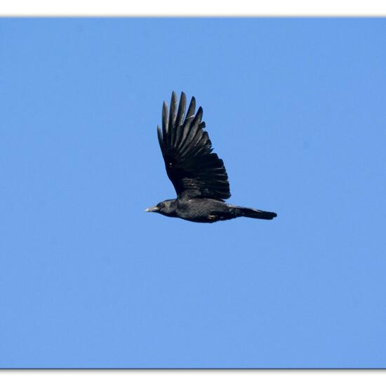 Carrion Crow: Animal in habitat Grassland in the NatureSpots App