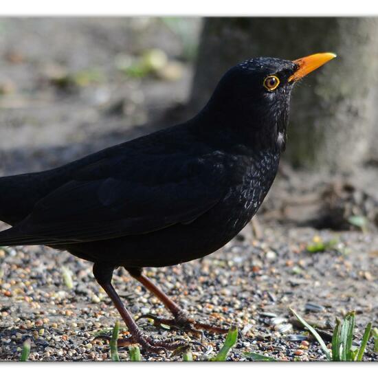 Common blackbird: Animal in habitat Backyard in the NatureSpots App