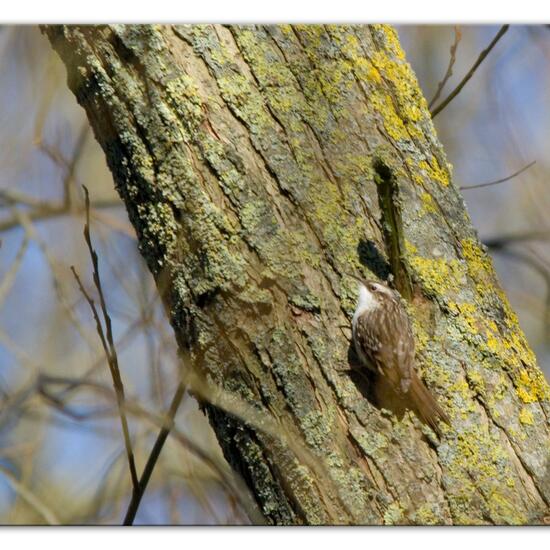 Gartenbaumläufer: Tier im Habitat Hinterhof in der NatureSpots App