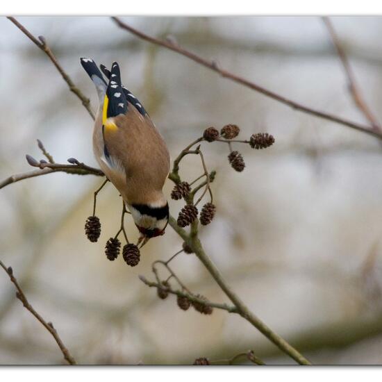 European Goldfinch: Animal in habitat Backyard in the NatureSpots App